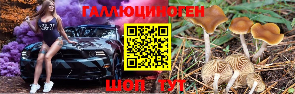 Галлюциногенные грибы Psilocybe  Солнечногорск 